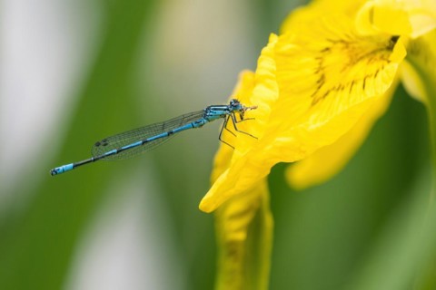 Azure damselfly