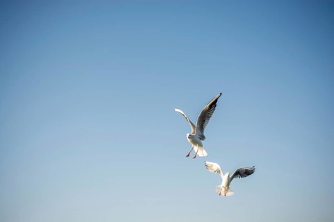 Pair of seagulls are flying in a sky as a background