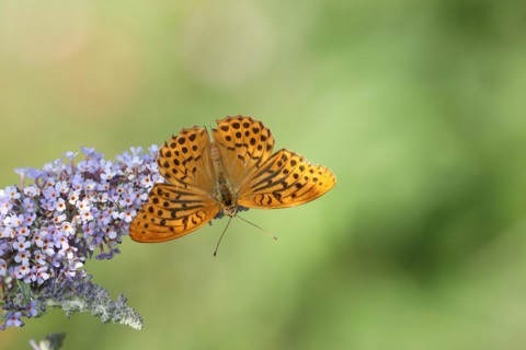Silver-washed fritillary