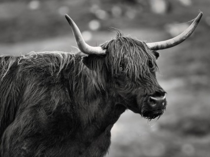 Scottish Highland Cattle