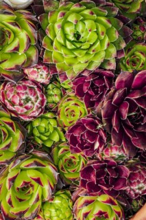 Different species of houseleek