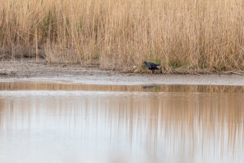Western Swamphen
