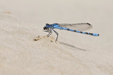 Common blue damselfly