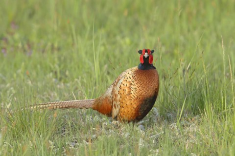 Pheasant
