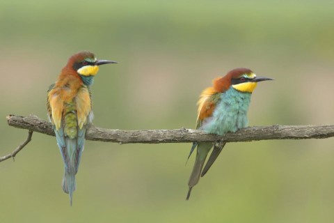 Bee-eater