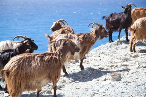 Corsican goats at Cap Corse