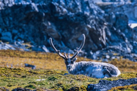 Svalbard Reindeer