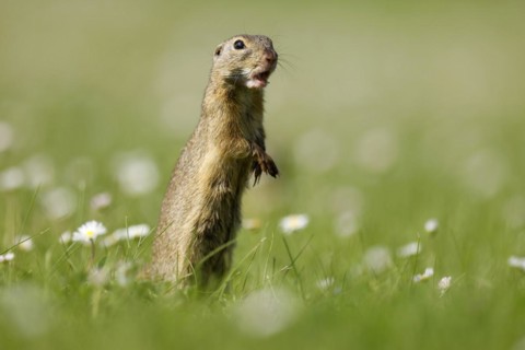 Gopher