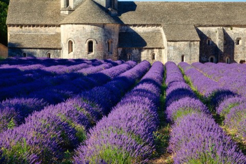 Cistercian Abbey Abbaye Notre-Dame de Senanque