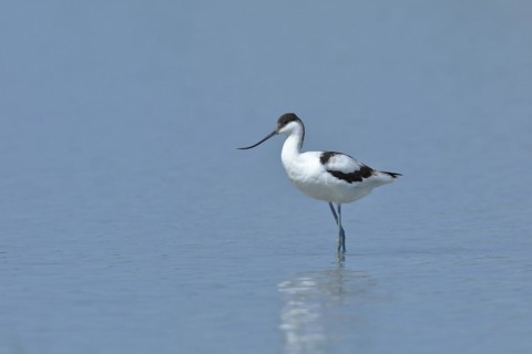 Black-capped avocet