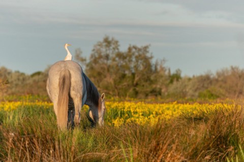 Camargue horse and cattle