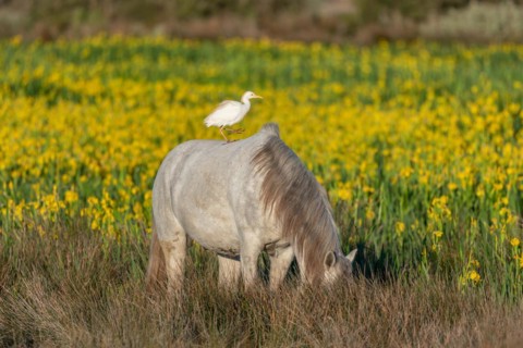 Camargue horse and cattle
