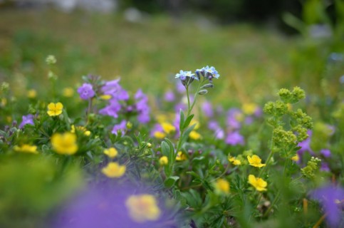 Alpine forget-me-not