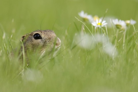Gopher
