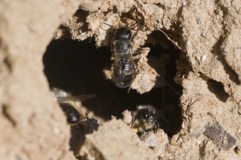 Common narrow bee
