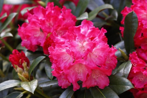 Rhododendron