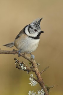 Crested tit