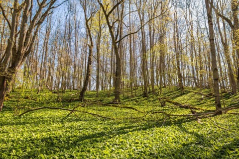 Leaves budding in a deciduous forest with wild garlic