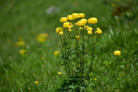 Globeflowers
