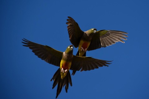 Burrowing parrot