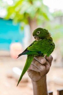 Hand holding a small parakeet.