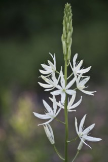 Grass lily