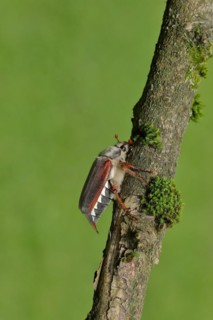 May beetle