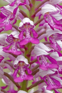 Military orchid