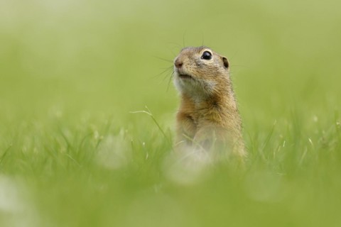 Gopher