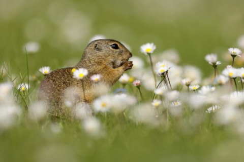 Gopher
