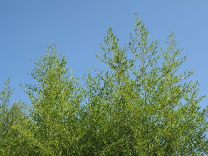 Bamboo