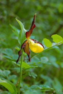 Yellow lady's slipper orchid