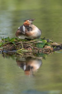 Great Crested Grebe