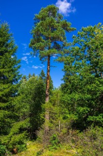 Section of a piece of mixed forest near Haverud in Dalsland