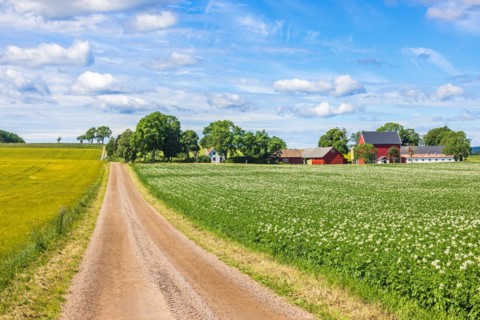 Gravel road to a farm in the country by a blooming potato field in Sweden
