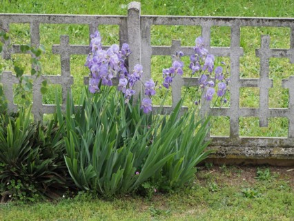 Iris