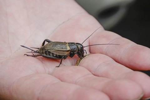 Field cricket
