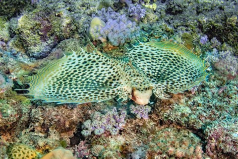 Oriental flying gurnard