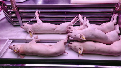 Slaughtered piglets