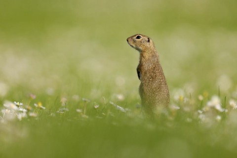 Gopher