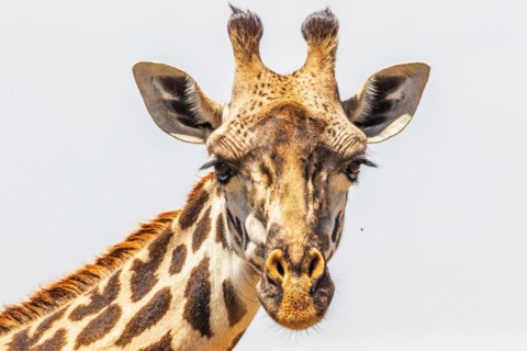 Close up at a Giraffe looking in to the camera in Maasai Mara National Reserve