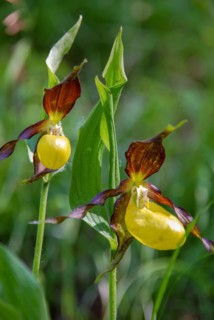 Lady's slipper