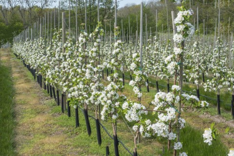 Flowering apple tree type Discovery in orchard in Kivik