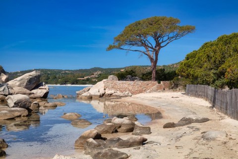 Beach and pine trees