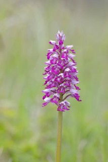 Flower of the helmet orchid