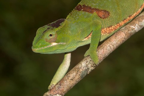 Timo's chameleon