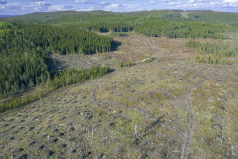 Aerial view over Swedish clearcut area