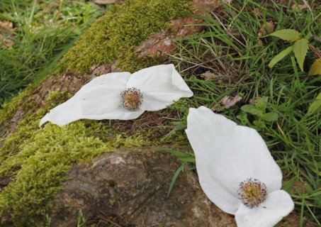 Flower dove tree