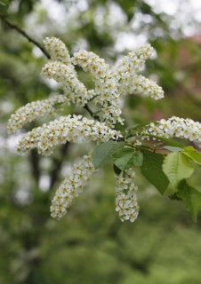 European bird cherry