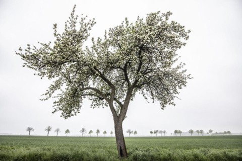 Trees stand out in dreary weather in Vierkirchen